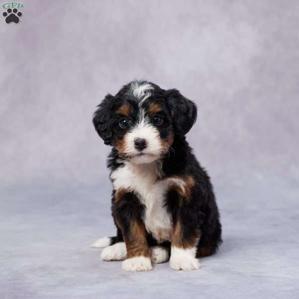 Bailey, Mini Bernedoodle Puppy